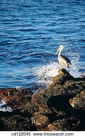 Pelican on rocks. Pacific Ocean. California. USA View Large Photo Image Stock Photography - Pelican on rocks. Pacific Ocean. California. USA. Fotosearch