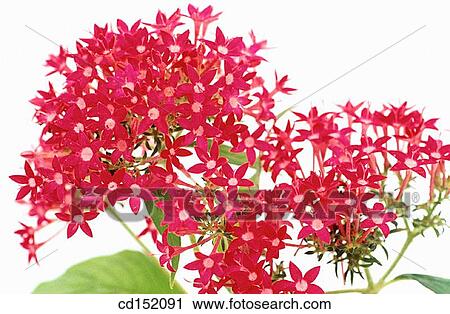 Pentas sp. View Large Photo Image Stock Image - Pentas sp.. Fotosearch