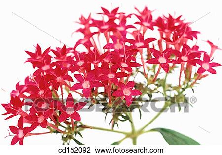 Stock Image - Pentas sp.. Fotosearch