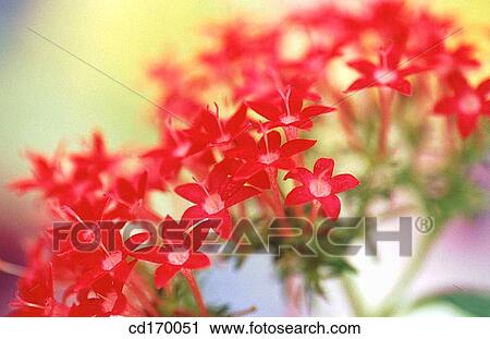 Pentas sp. View Large Photo Image Stock Image - Pentas sp.. Fotosearch