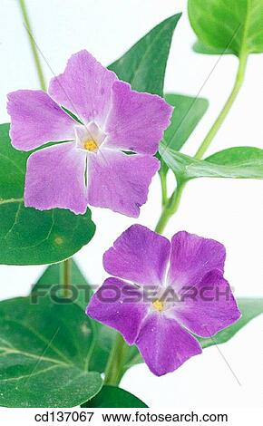 Periwinckle (Vinca minor) View Large Photo Image Stock Photo - Periwinckle (Vinca minor). Fotosearch