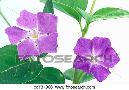 Periwinckle (Vinca minor) View Large Photo Image Stock Photograph - Periwinckle (Vinca minor). Fotosearch