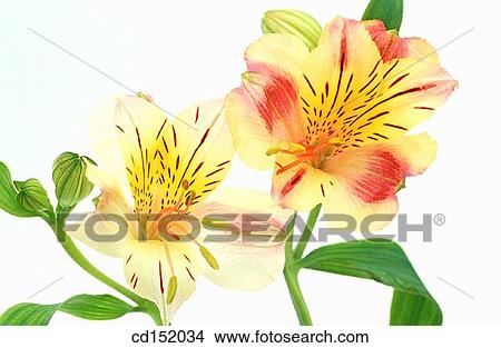 Peruvian Lily, Alstroemeria hybr. View Large Photo Image Picture - Peruvian Lily, Alstroemeria hybr.. Fotosearch
