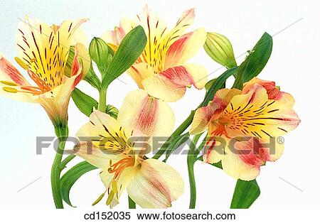 Peruvian Lily, Alstroemeria hybr. View Large Photo Image Stock Photography - Peruvian Lily, Alstroemeria hybr.. Fotosearch