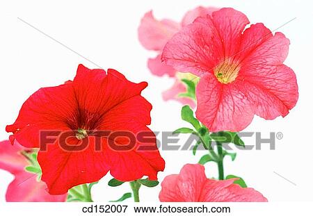 Petunia hybr. View Large Photo Image Stock Photo - Petunia hybr.. Fotosearch