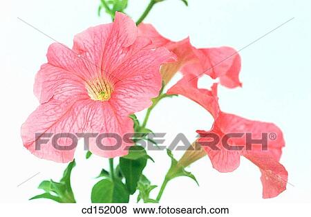Petunia hybr. View Large Photo Image Stock Photo - Petunia hybr.. Fotosearch