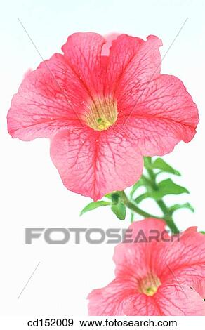 Petunia hybr. View Large Photo Image Stock Photo - Petunia hybr.. Fotosearch
