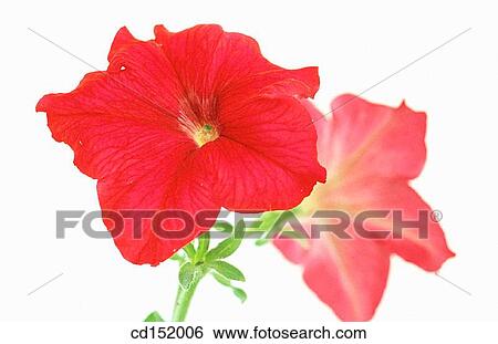 Petunia hybr. View Large Photo Image Stock Photograph - Petunia hybr.. Fotosearch