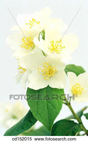 Philadelphus coronarius View Large Photo Image Stock Photography - Philadelphus coronarius. Fotosearch