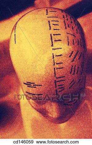 Phrenology View Large Photo Image Stock Photo - Phrenology. Fotosearch