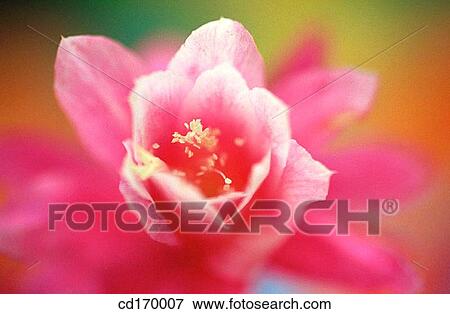 Phyllocactus hybr. View Large Photo Image Stock Photo - Phyllocactus hybr.. Fotosearch