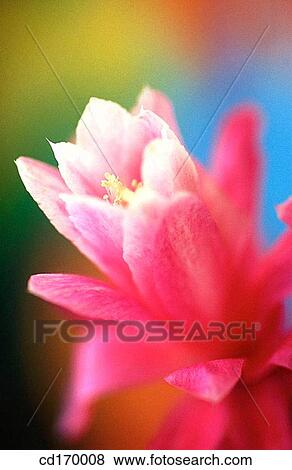 Stock Photo - Phyllocactus hybr.. Fotosearch