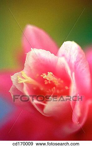 Phyllocactus hybr. View Large Photo Image Stock Photo - Phyllocactus hybr.. Fotosearch