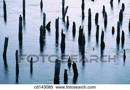 Pilings in Siuslaw River at dawn. Florence. Oregon. USA View Large Photo Image Stock Photography - Pilings in Siuslaw River at dawn. Florence. Oregon. USA. Fotosearch