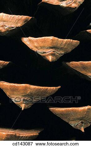 Pine cone View Large Photo Image Stock Photo - Pine cone. Fotosearch