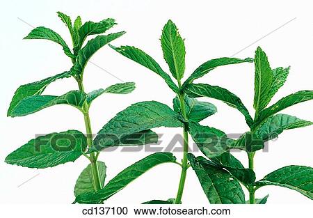 Pippermint (Mentha piperita) View Large Photo Image Stock Image - Pippermint (Mentha piperita). Fotosearch