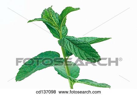 Pippermint (Mentha piperita) View Large Photo Image Stock Photo - Pippermint (Mentha piperita). Fotosearch