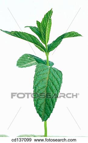 Pippermint (Mentha piperita) View Large Photo Image Stock Photo - Pippermint (Mentha piperita). Fotosearch