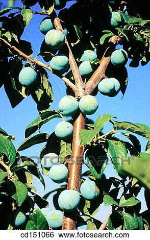 Plums View Large Photo Image Stock Photograph - Plums. Fotosearch