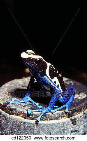Poison Dart Frog (Dendrobates auratus) View Large Photo Image Stock Image - Poison Dart Frog (Dendrobates auratus). Fotosearch