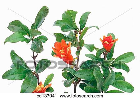Stock Image - Pomegranate (Punica granatum). Fotosearch