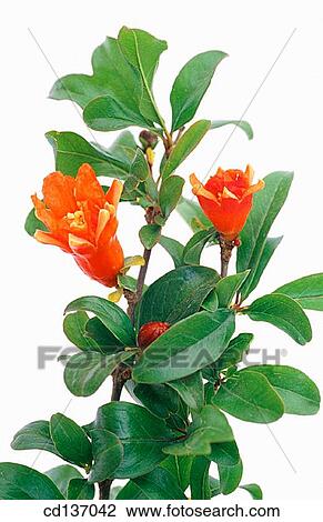 Pomegranate (Punica granatum) View Large Photo Image Stock Image - Pomegranate (Punica granatum). Fotosearch