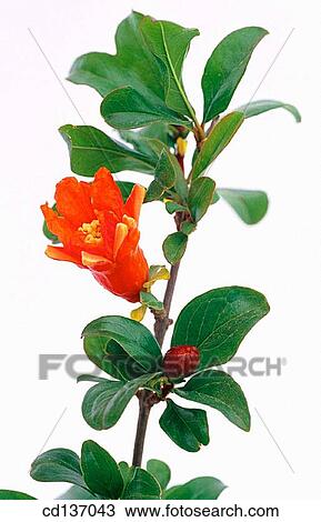 Pomegranate (Punica granatum) View Large Photo Image Stock Image - Pomegranate (Punica granatum). Fotosearch