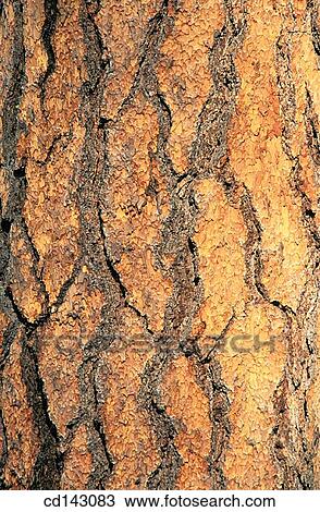 Ponderosa pine tree bark (Pinus ponderosa) View Large Photo Image Stock Image - Ponderosa pine tree bark (Pinus ponderosa). Fotosearch