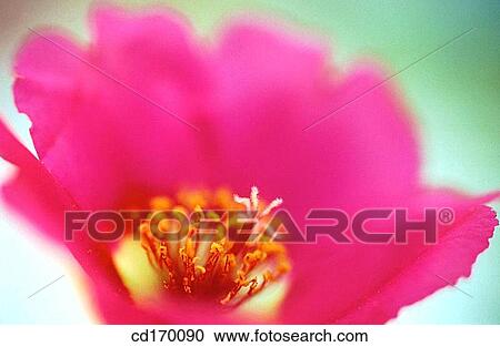 Stock Image - Portulaca grandiflora. Fotosearch