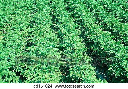 Potatoes View Large Photo Image Picture - Potatoes. Fotosearch