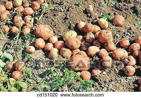 Stock Image - Potatoes. Fotosearch
