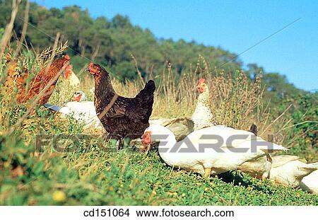 Poultry View Large Photo Image Picture - Poultry. Fotosearch
