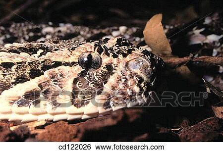 Puff Adder (Bitis arietans) View Large Photo Image Stock Photograph - Puff Adder (Bitis arietans). Fotosearch