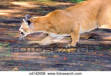 Puma (Felis concolor). Florida. USA View Large Photo Image Stock Photo - Puma (Felis concolor). Florida. USA. Fotosearch