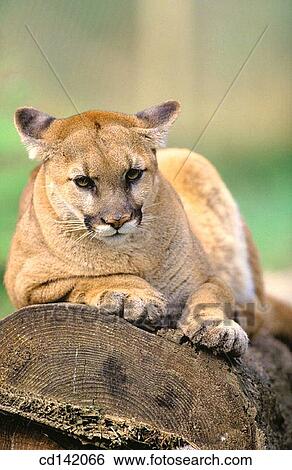 Stock Photograph - Puma (Felis concolor). Fotosearch