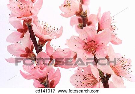 Purple Cherry Plum (Prunus pissardii) View Large Photo Image Stock Photo - Purple Cherry Plum (Prunus pissardii). Fotosearch