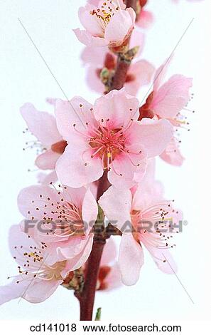 Purple Cherry Plum (Prunus pissardii) View Large Photo Image Stock Photo - Purple Cherry Plum (Prunus pissardii). Fotosearch
