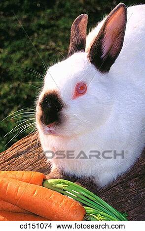 Rabbit View Large Photo Image Picture - Rabbit. Fotosearch