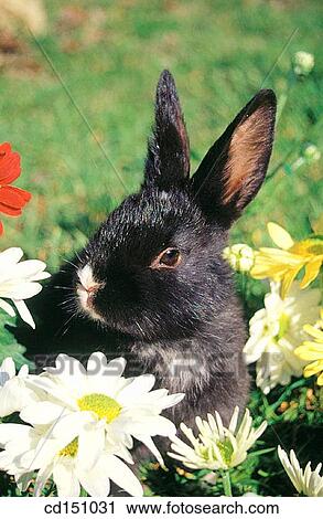 Rabbit View Large Photo Image Stock Image - Rabbit. Fotosearch