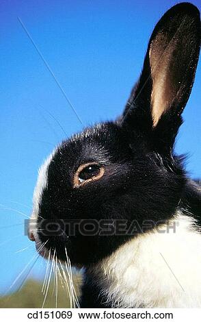 Rabbit View Large Photo Image Stock Photo - Rabbit. Fotosearch