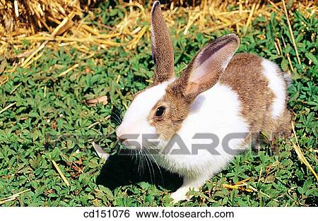 Rabbit View Large Photo Image Stock Photograph - Rabbit. Fotosearch