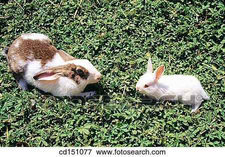 Rabbits View Large Photo Image Stock Photo - Rabbits. Fotosearch