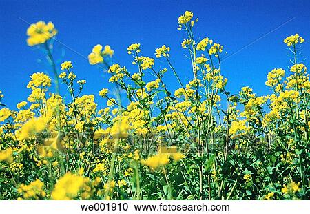 Rape fields (Brassica napus oleifera) View Large Photo Image Stock Image - Rape fields (Brassica napus oleifera). Fotosearch