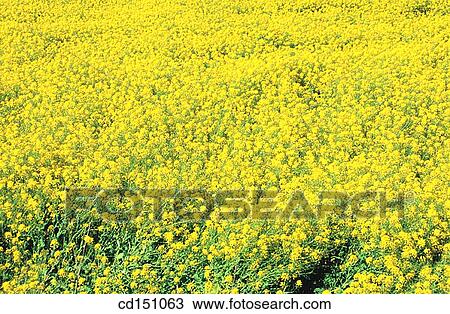 Stock Image - Rape. Fotosearch