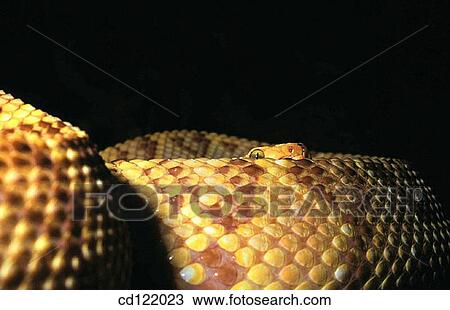 Stock Image - Rattlesnake (Crotalus durissus). Fotosearch