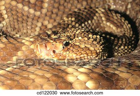 Rattlesnake (Crotalus durissus) View Large Photo Image Stock Image - Rattlesnake (Crotalus durissus). Fotosearch