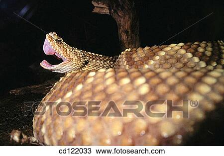 Rattlesnake (Crotalus durissus) View Large Photo Image Stock Image - Rattlesnake (Crotalus durissus). Fotosearch