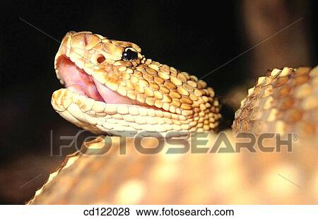 Rattlesnake (Crotalus durissus) View Large Photo Image Stock Photo - Rattlesnake (Crotalus durissus). Fotosearch