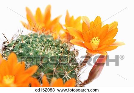 Rebutia sp. View Large Photo Image Stock Image - Rebutia sp.. Fotosearch