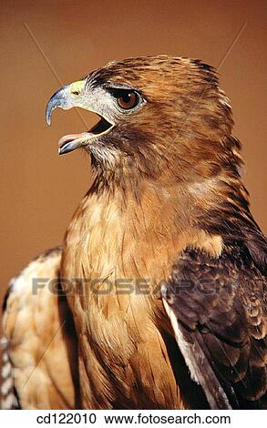 Red-tailed Hawk (Buteo jamaicensis) View Large Photo Image Stock Image - Red-tailed Hawk (Buteo jamaicensis). Fotosearch